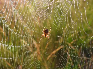 Menno 03 Kruisspin in bedauwd web